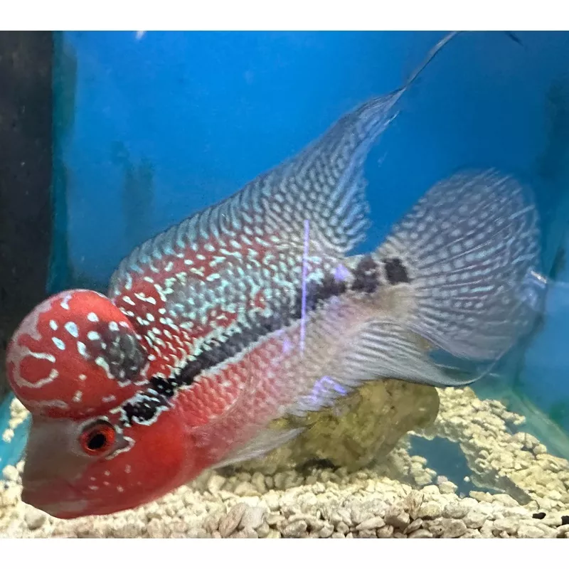 Cherry Hump Head Flowerhorn Cichlid – Med