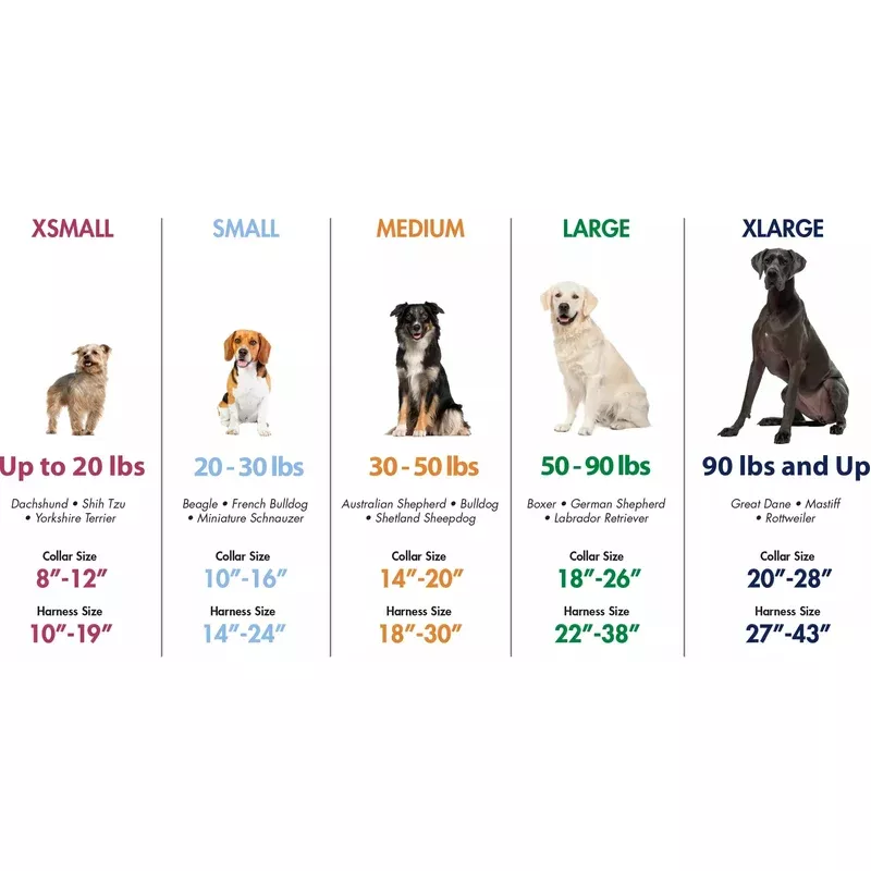 Coastal Li’l Pals Adjustable Patterned Dog Collar