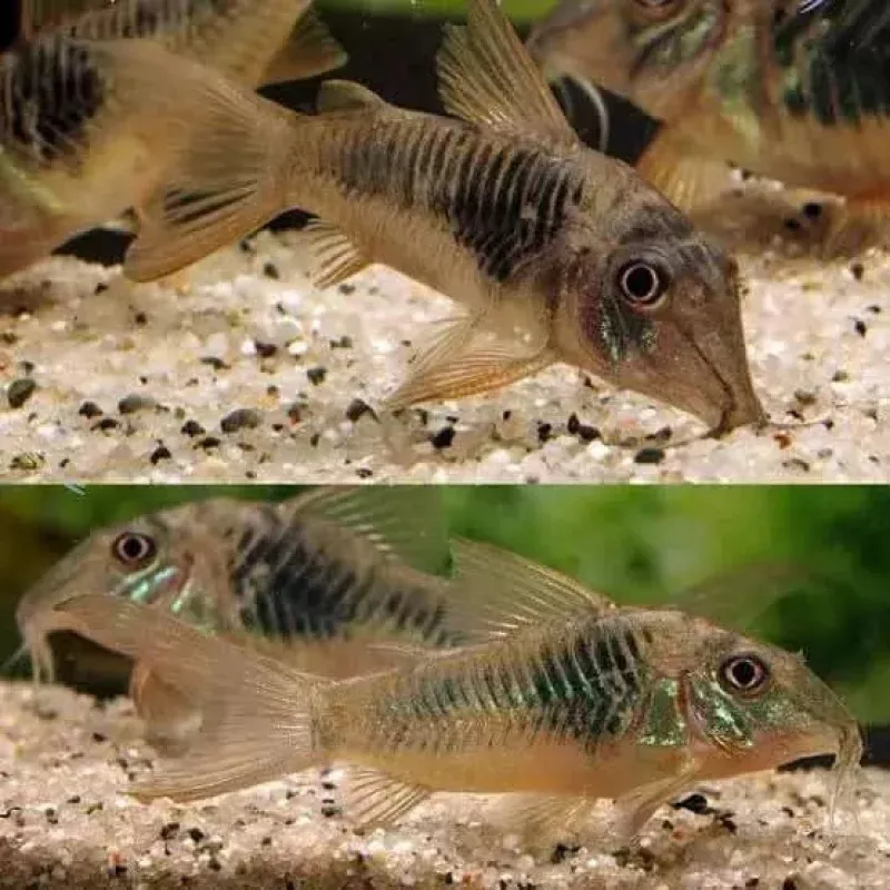 Corydoras Northern long nose cory 3cm