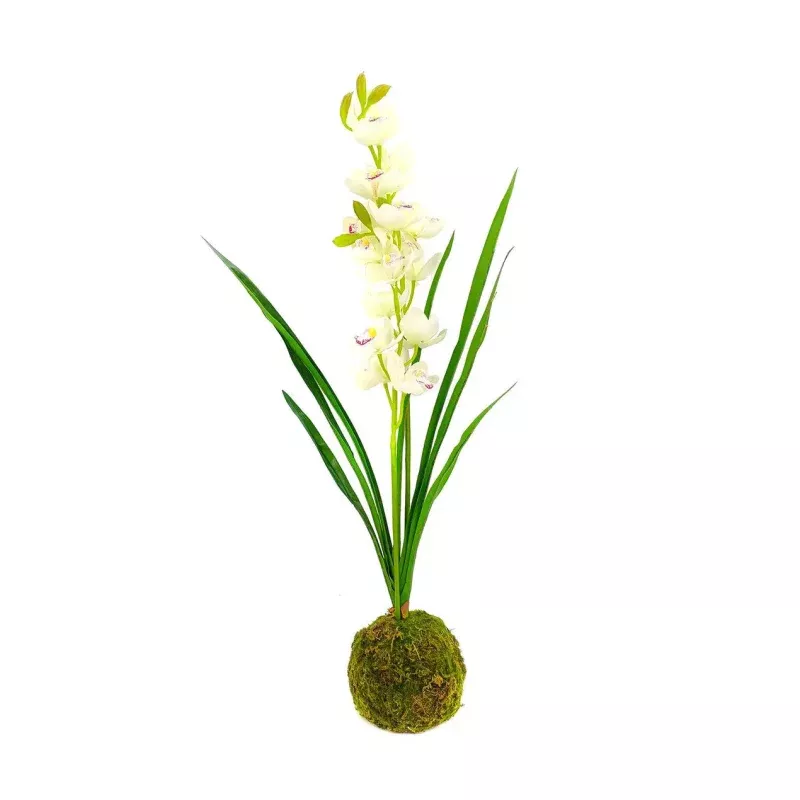 Cymbidium In Moss Ball|Brown-Green&White