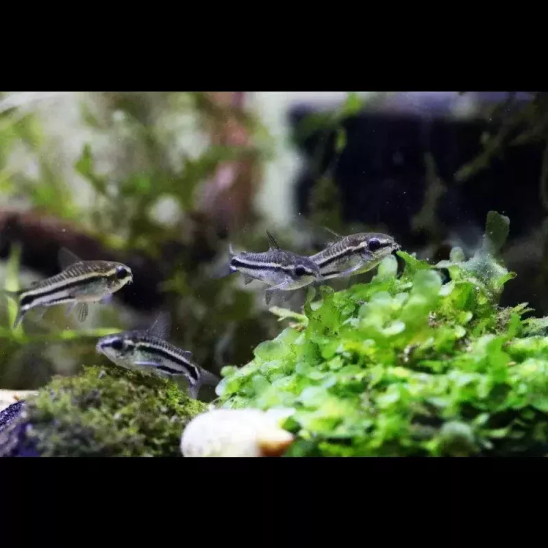 Dwarf Pygmy Cory|PACK OF ONE&PACK OF TEN