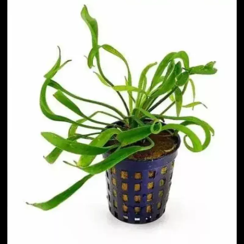 Echinodorus Vesuvius ( No Pot )