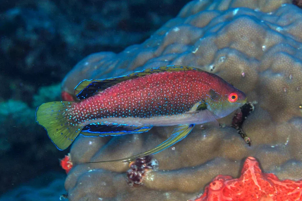 Finespot Fairy Wrasse