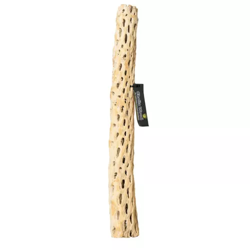 Galapagos, Galapagos Cactus Skeleton Cholla Wood, Brown, 1 Each/36 in