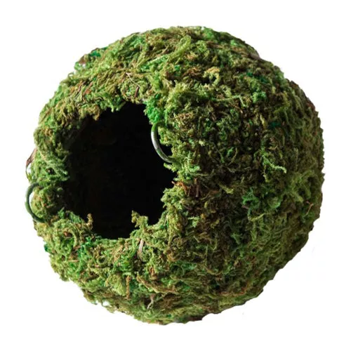 Galapagos, Galapagos Mossy Cave Terrarium Hideaway, Fresh Green, 1 Each/4 in
