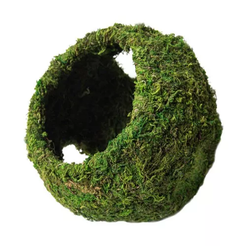 Galapagos, Galapagos Mossy Cave Terrarium Hideaway, Fresh Green, 1 Each/8 in