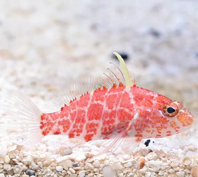 Geometric Pygmy Hawkfish