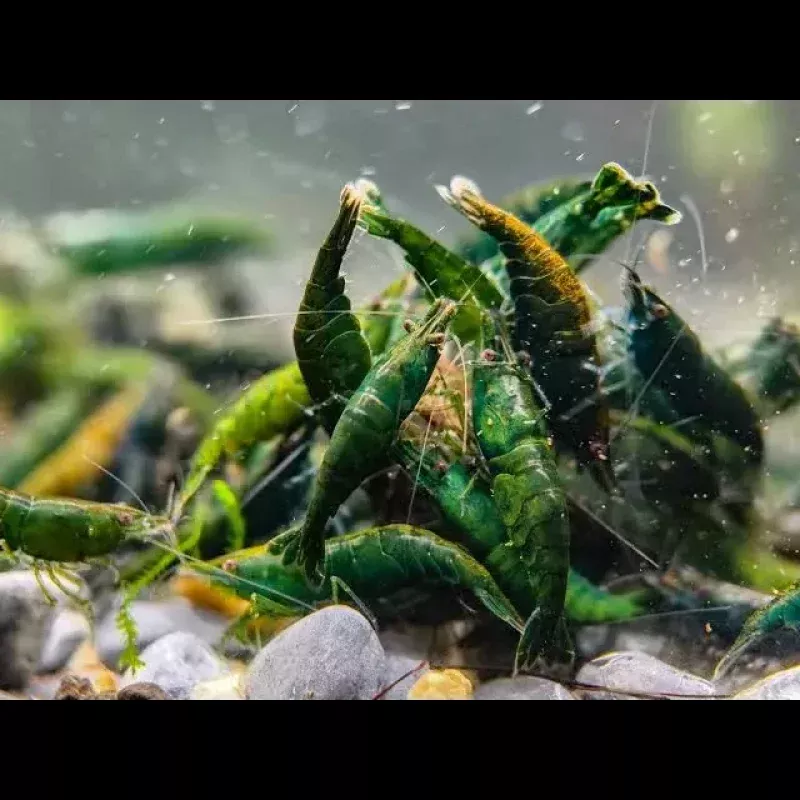 Green Diamond Cherry Shrimp|8-10MMJuvies&1 Pair