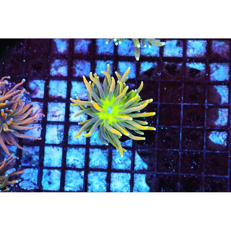 Infused Holy Grail Torch WYSIWYG – SAQ Coral Farm