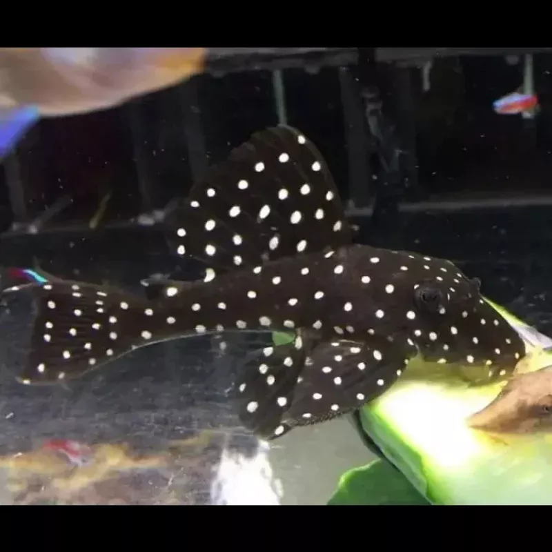 L201 Orinoco Angel Pleco 3cm-4cm (Hypancistrus sp.)