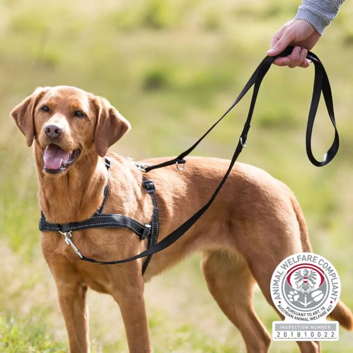 Lead’n’Walk Soft Harness