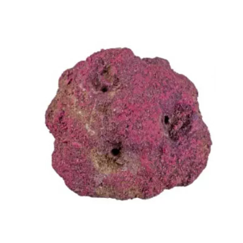 LifeRock Frag Garden (3 Hole) – Caribsea