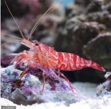 Live 8/27/26 Kuekenthals Shrimp