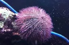 Live 8/27/26 Rose Pink Urchin