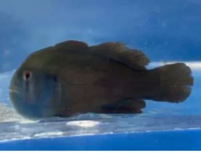 Live 9/4/26 Black Clown Goby