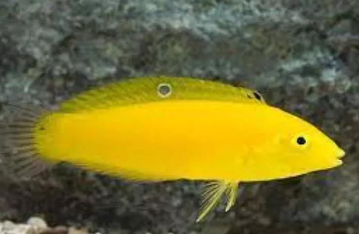 Live 9/4/26 Yellow Coris Wrasse