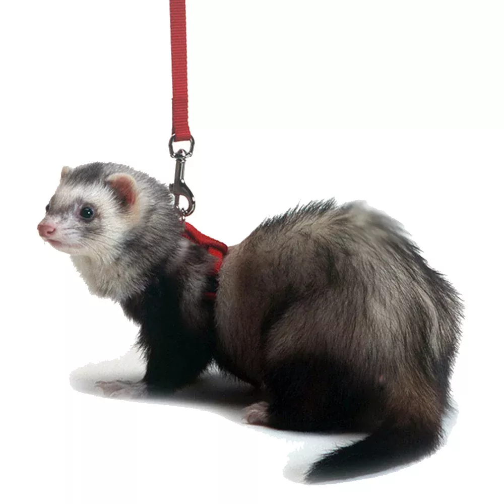 Marshall, Marshall Pet Products Ferret Harness and Lead Set, 1 Each / Red