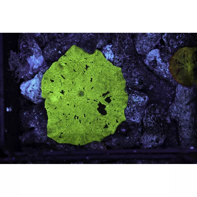 Mint Chip Jawbreaker Discosoma WYSIWYG– SAQ Coral Farm