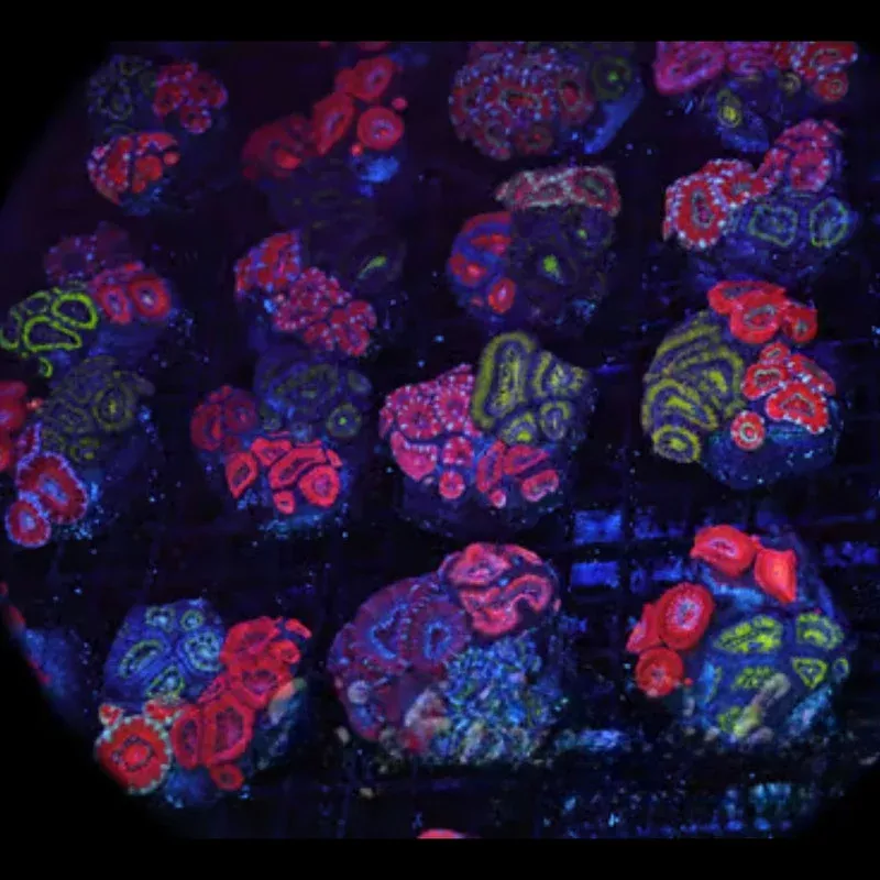 Mystery Multi-Acan Rock Colony – SAQ Coral Farm