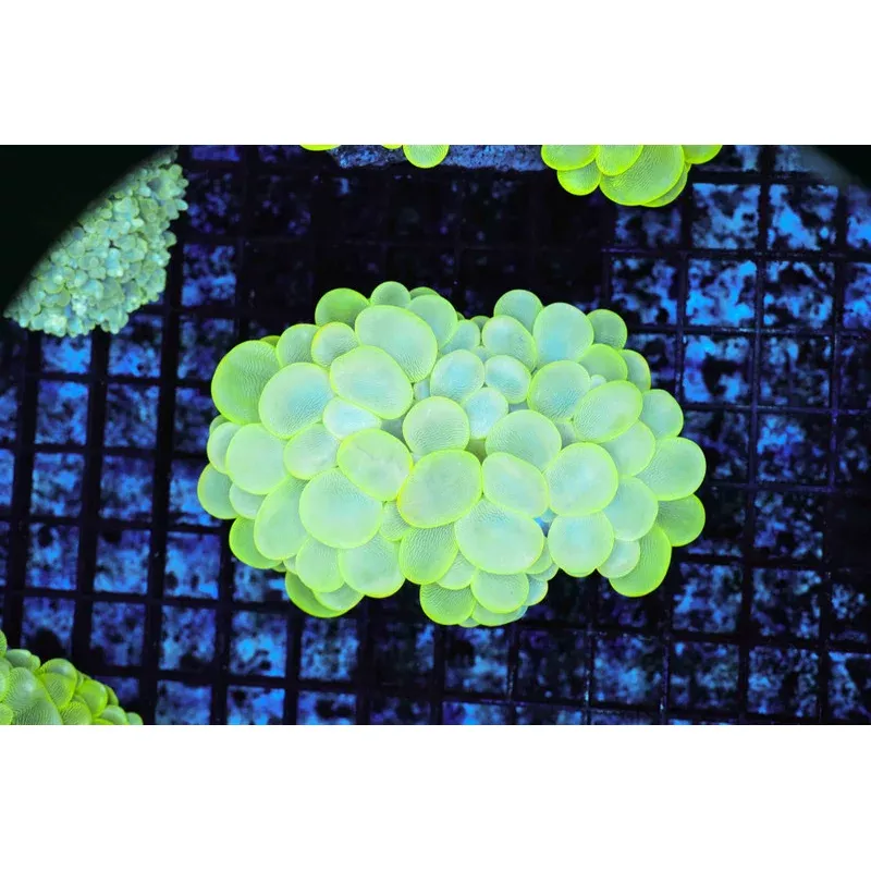 Neon Green Bubble Coral Colony WYSIWYG C2 – SAQ Coral Farm
