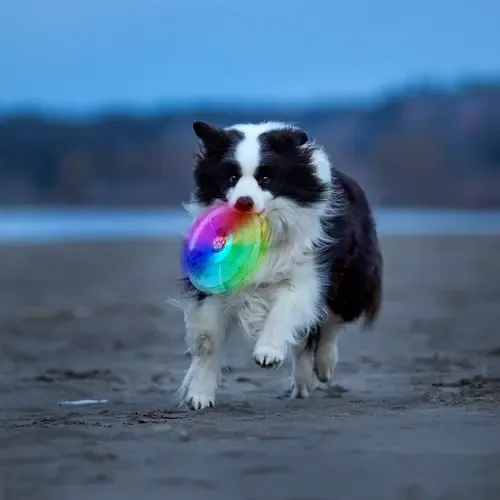 Niteize Flashlight Dog Discuit LED Flying Disc Dog Toy