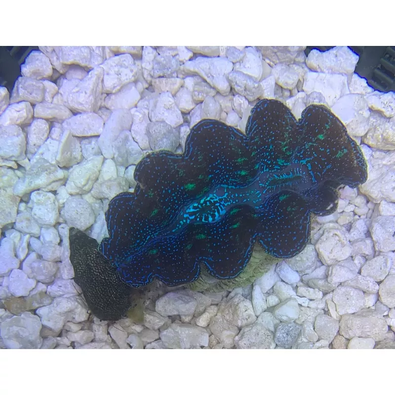 ORA First Grade Crocea Clam 1.5″