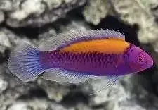 Orangeback Fairy Wrasse