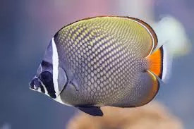 Pakistani Butterfly