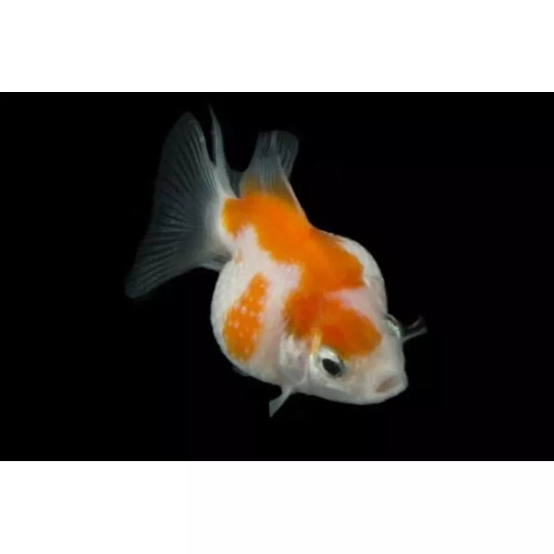 Pearlscale Goldfish 3-4 Inch
