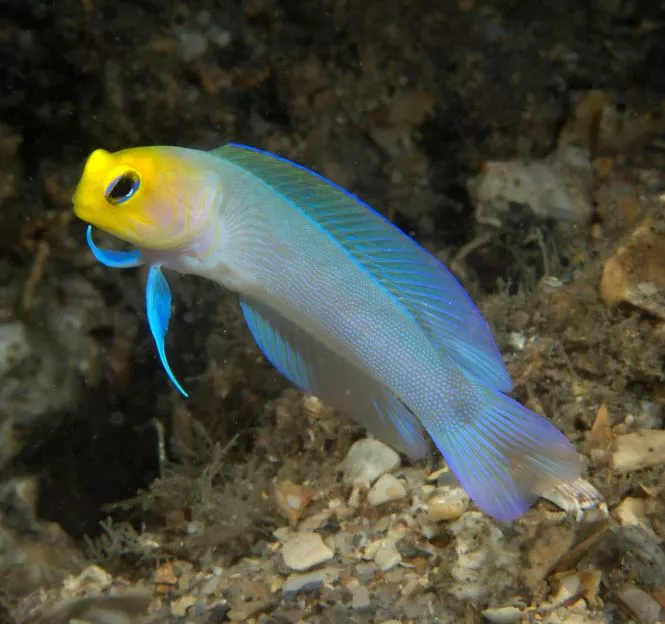 Pearly Jawfish