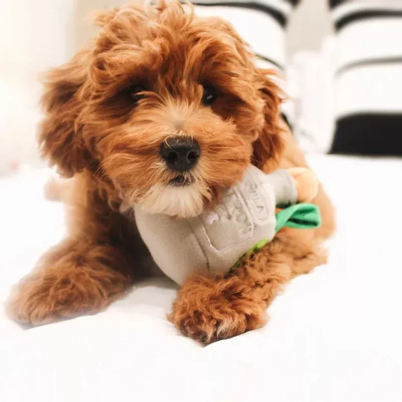 Puptron Tequila Dog Toy