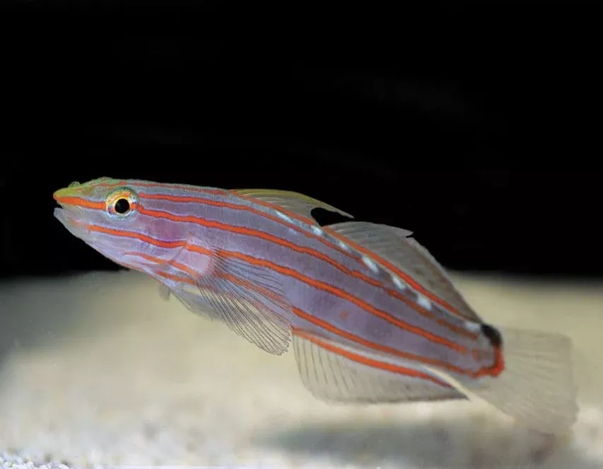 Rainfordi (Court Jester) Goby
