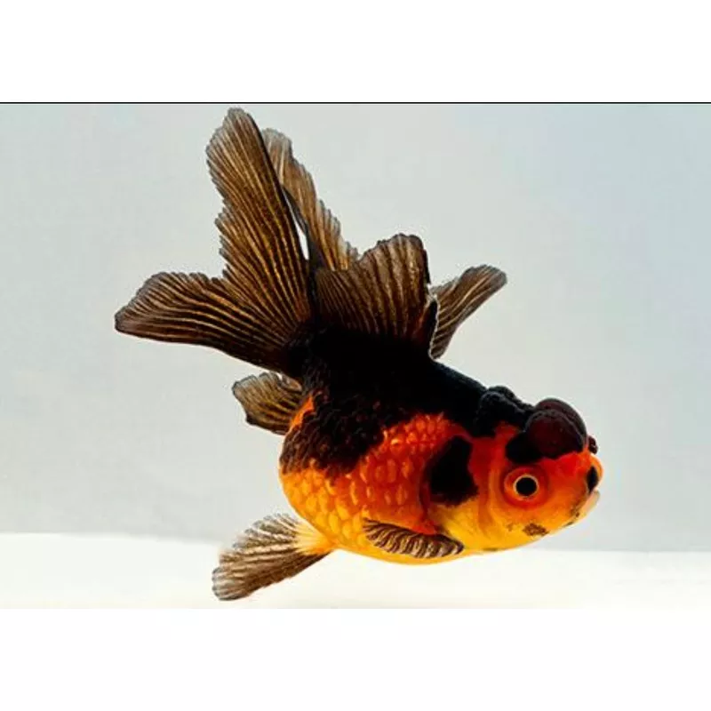 Red & Black Oranda Goldfish