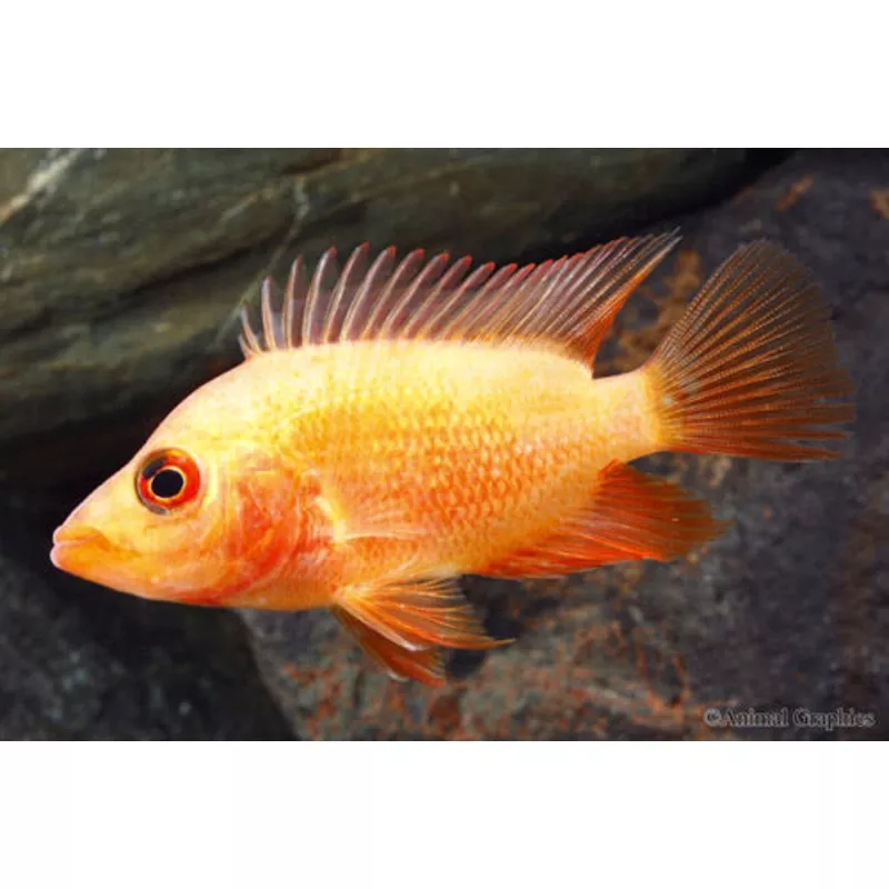 Red Devil Cichlid (Special Order)