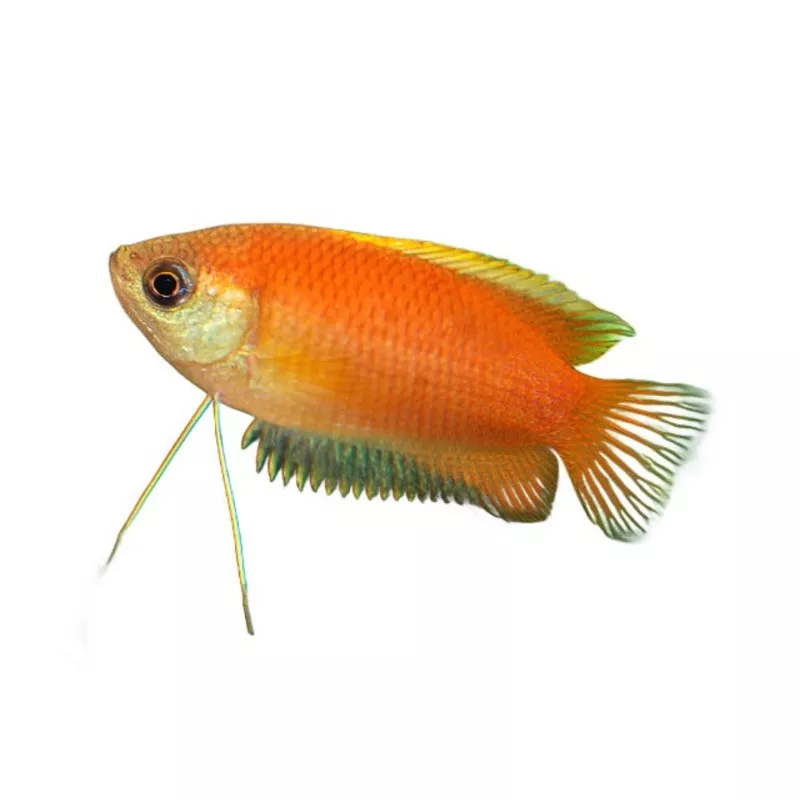 Red Gold Honey Gourami Male