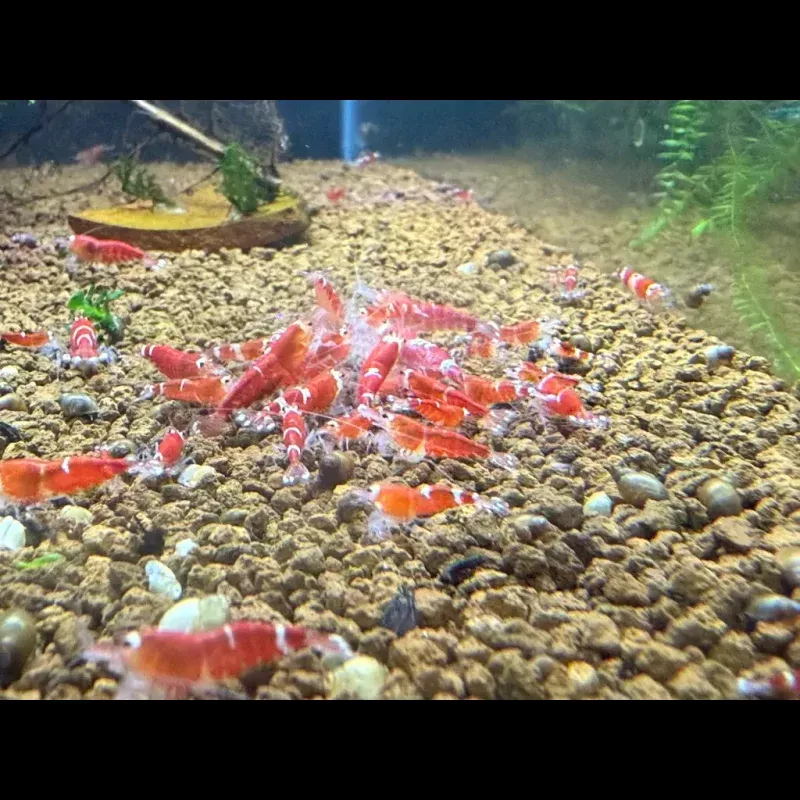 Super Crystal Red Shrimp|1x Mix Grade / Size