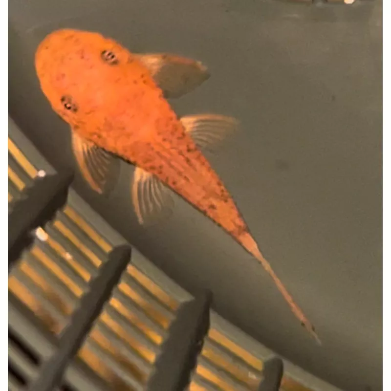 Super Red Bristlenose Pleco 1.5″