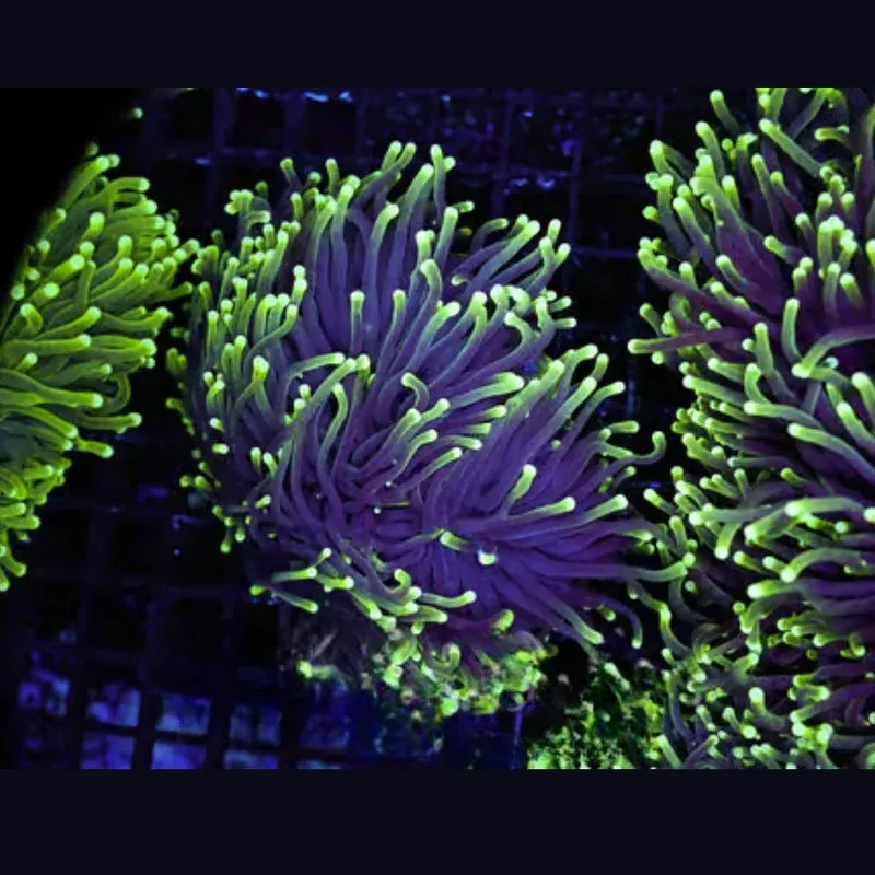 (Three Pack) Mystery Green Tip Torch 1-2 Heads – SAQ Coral Farm