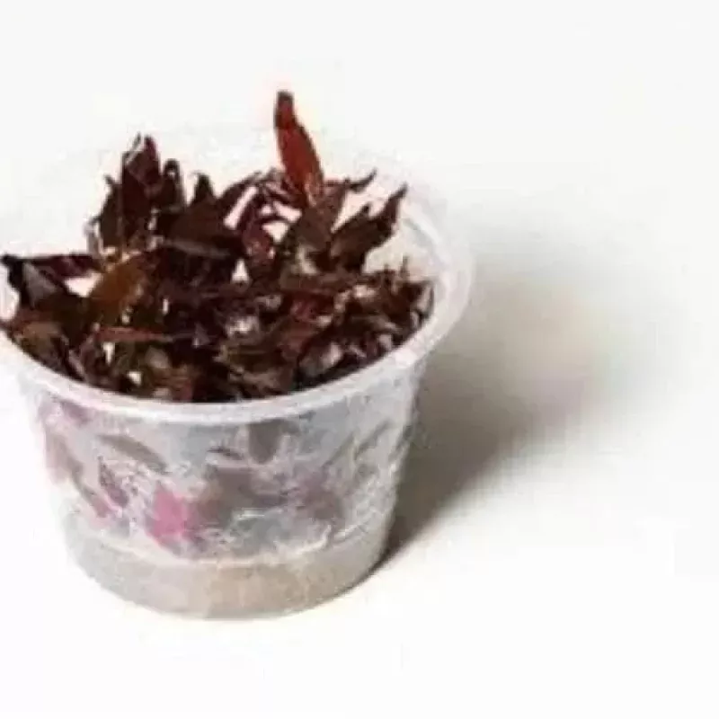 Tissue Culture – Ludwigia Glandulosa