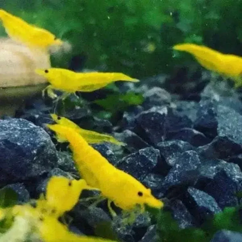 Yellow Cherry Shrimp|Unsexed Juvie&1 Pair