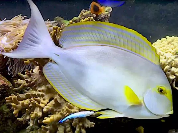 Yellowfin Tang